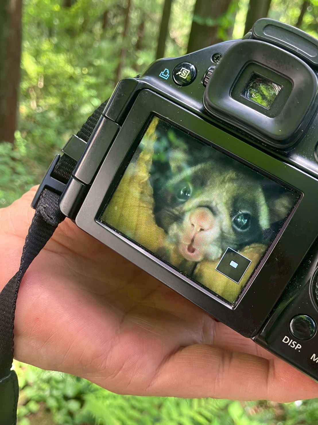 ムササビ むささび